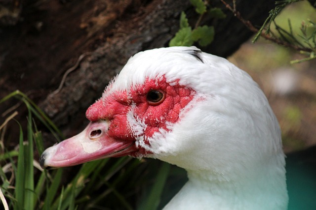 不仅延续了 不仅延续了